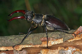 Lucanus cervus / Hirschkfer / Schrter - Lucanidae