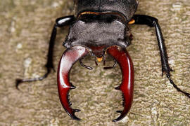 Lucanus cervus / Hirschkfer / Schrter - Lucanidae