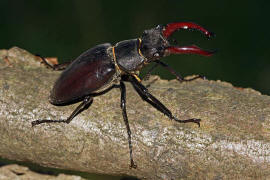 Lucanus cervus / Hirschkfer / Schrter - Lucanidae