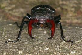 Lucanus cervus / Hirschkfer / Schrter - Lucanidae