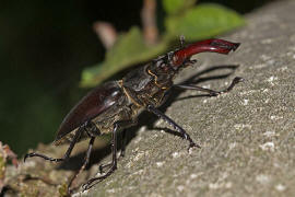 Lucanus cervus / Hirschkfer / Schrter - Lucanidae