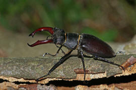 Lucanus cervus / Hirschkfer / Schrter - Lucanidae