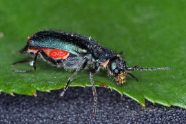 Malachius bipustulatus / Zweifleckiger Zipfelkfer / Zipfelkfer - Malachiidae - Malachiinae