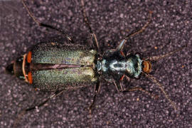 Malachius bipustulatus / Zweifleckiger Zipfelkfer / Zipfelkfer - Malachiidae - Malachiinae