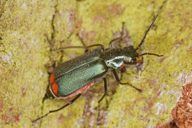 Malachius bipustulatus / Zweifleckiger Zipfelkfer / Zipfelkfer - Malachiidae - Malachiinae