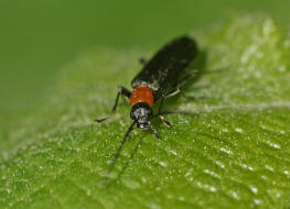 Ischnomera sanguinicollis / Bluthals-Scheinbockkfer / Scheinbockkfer - Oedemeridae