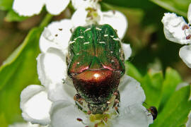Cetonia aurata / Gemeiner Rosenkfer / Gold-Rosenkfer / Blatthornkfer - Scarabaeidae - Cetoniinae