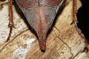 Melolontha melolontha / Feld-Maikfer / Blatthornkfer - Scarabaeidae