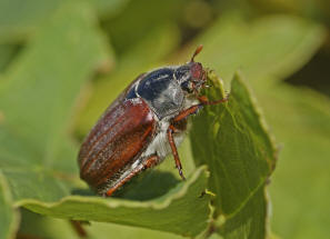 Melolontha melolontha / Feld-Maikfer / Blatthornkfer - Scarabaeidae