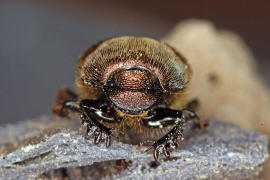 Onthophagus coenobita / Mnchs-Kotkfer / Blatthornkfer - Scarabaeidae