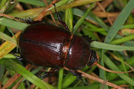 Oryctes nasicornis / Nashornkfer / Blatthornkfer - Scarabaeidae - Dynastinae - "Riesenkfer"