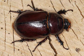 Oryctes nasicornis / Nashornkfer / Blatthornkfer - Scarabaeidae - Dynastinae - "Riesenkfer"