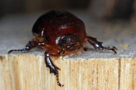 Oryctes nasicornis / Nashornkfer / Blatthornkfer - Scarabaeidae - Dynastinae - "Riesenkfer"