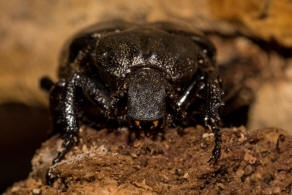 Osmoderma barnabita / stlicher Juchtenkfer / Blatthornkfer - Scarabaeidae - Cetoniinae