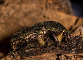 Protaetia cuprea / Kupfer-Rosenkfer / Blatthornkfer - Scarabaeidae - Cetoniinae