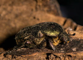 Protaetia cuprea / Kupfer-Rosenkfer / Blatthornkfer - Scarabaeidae - Cetoniinae