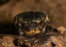 Protaetia cuprea / Kupfer-Rosenkfer / Blatthornkfer - Scarabaeidae - Cetoniinae