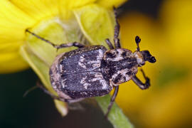 Valgus hemipterus / Stolperkfer (Mnnchen) / Blatthornkfer - Scarabaeidae - Valginae