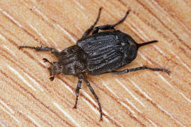 Valgus hemipterus / Stolperkfer (Weibchen) / Blatthornkfer - Scarabaeidae - Valginae