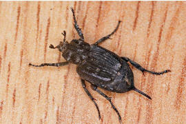 Valgus hemipterus / Stolperkfer (Weibchen) / Blatthornkfer - Scarabaeidae - Valginae