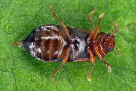 Eusphalerum abdominale / Ohne deutschen Namen / Kurzflgelkfer - Staphylinidae - Omaliinae