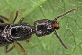 Gyrohypnus fracticornis / Ohne deutschen Namen / Kurzflgler - Staphylinidae - Xantholininae