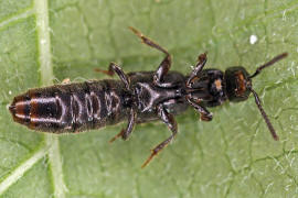 Gyrohypnus fracticornis / Ohne deutschen Namen / Kurzflgler - Staphylinidae - Xantholininae