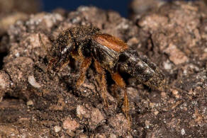 Platydracus stercorarius / Ohne deutschen Namen / Kurzflgler - Staphylinidae - Staphylininae