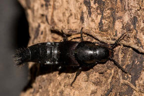 Velleius dilatatus / Hornissenkfer / Kurzflgler - Staphylinidae - Staphylininae