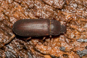 Tenebrio molitor / Mehlkfer / Schwarzkfer - Tenebrionidae