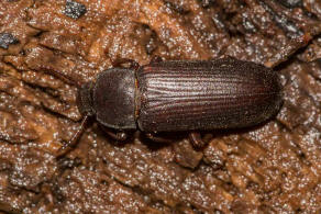 Tenebrio molitor / Mehlkfer / Schwarzkfer - Tenebrionidae