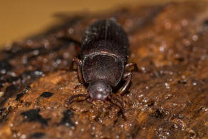 Tenebrio molitor / Mehlkfer / Schwarzkfer - Tenebrionidae