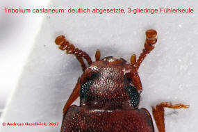 Tribolium castaneum / Rotbrauner Reismehlkfer / Schwarzkfer - Tenebrionidae