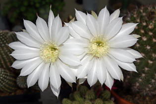 Echinopsis subdenudata