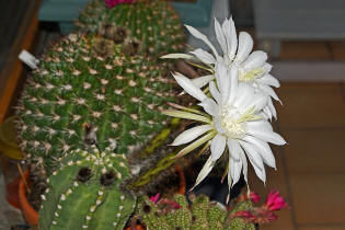 Echinopsis subdenudata