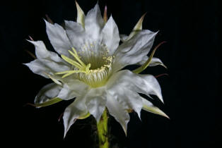 Echinopsis subdenudata