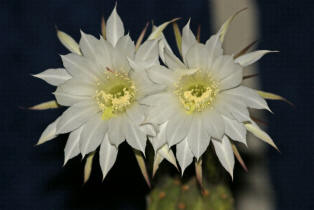 Echinopsis subdenudata