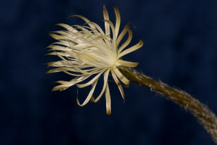 Setiechinopsis mirabilis / Blume der Anbetung