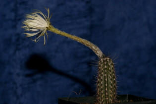 Setiechinopsis mirabilis / Blume der Anbetung