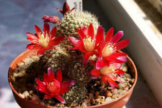 Rebutia gibbulosa