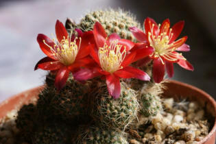 Rebutia gibbulosa