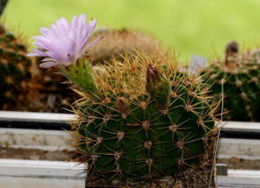 Acanthocalycium violaceum