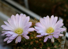 Acanthocalycium violaceum