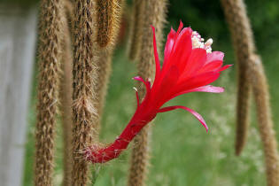 Aporocactus flagriformis