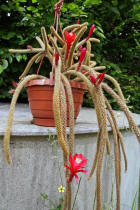 Aporocactus flagriformis