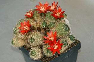 Aylostera kieslingii