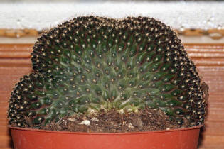 Copiapoa humilis f. christata