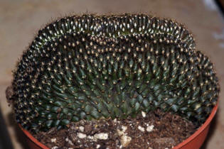 Copiapoa humilis f. christata