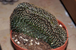 Copiapoa humilis f. christata