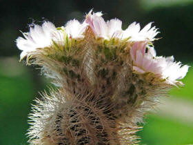 Echinocereus baileyi ssp. albispinus